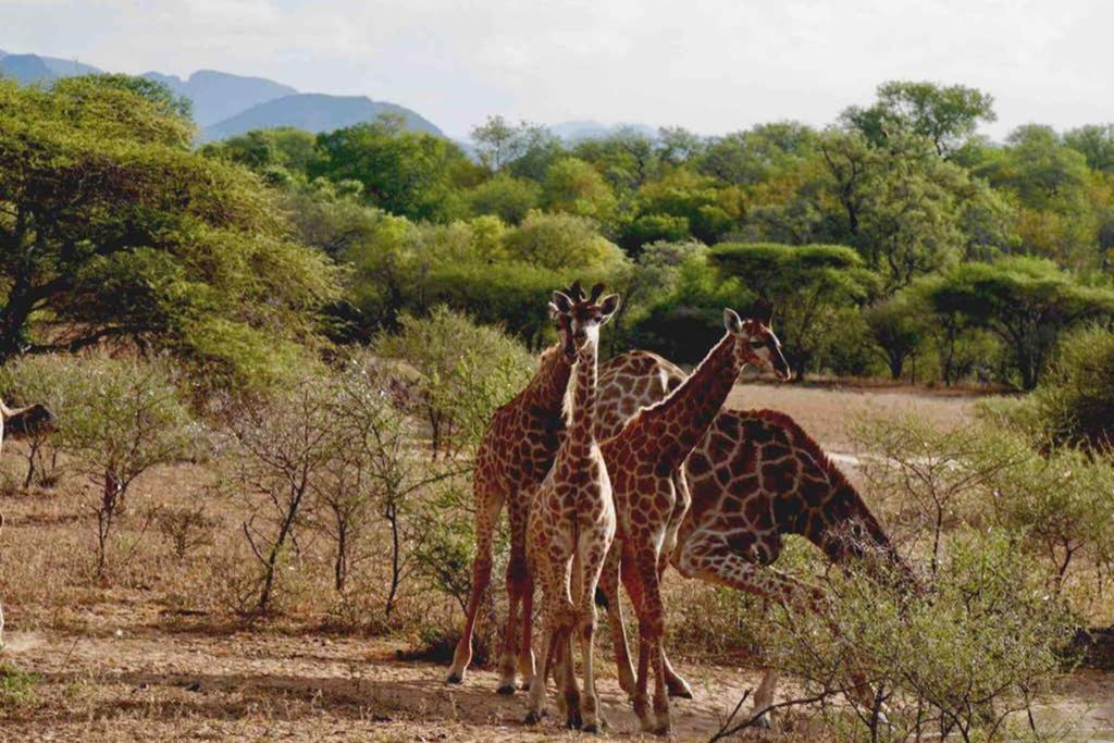 Thabisa Lodge Hoedspruit Esterno foto