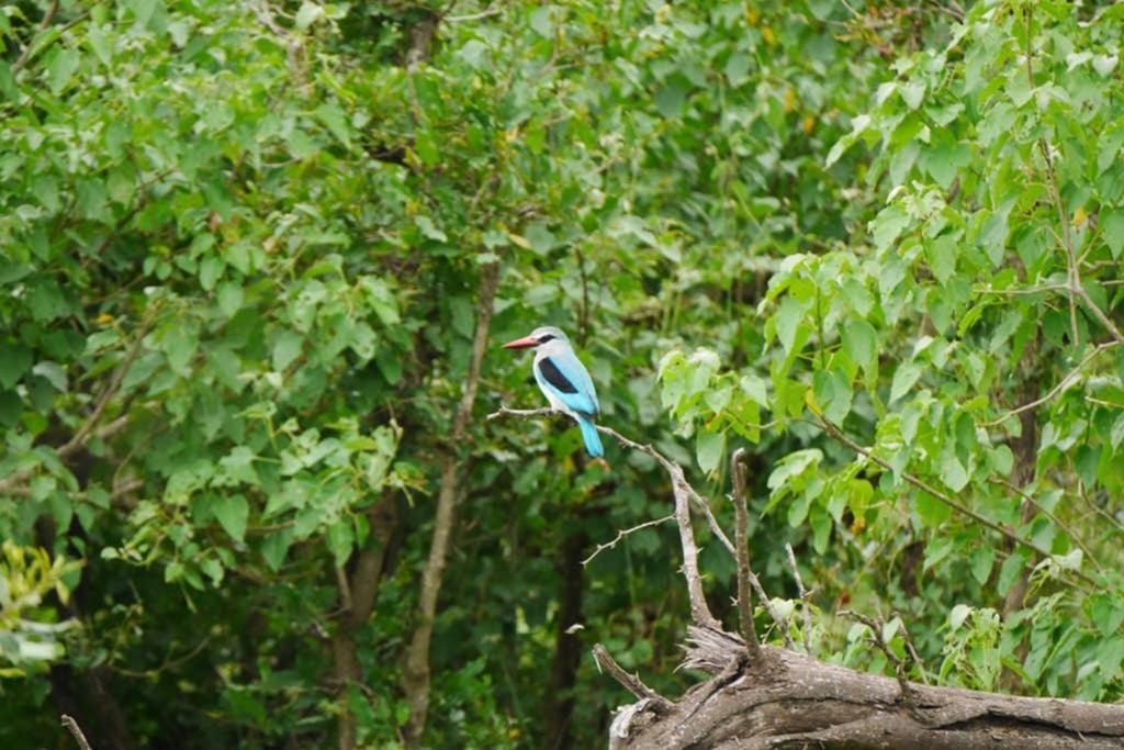 Thabisa Lodge Hoedspruit Esterno foto